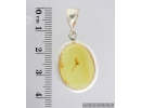Genuine Baltic amber silver pendant with fossil insect- Fungus gnat Mycetophilidae. #s060-009
