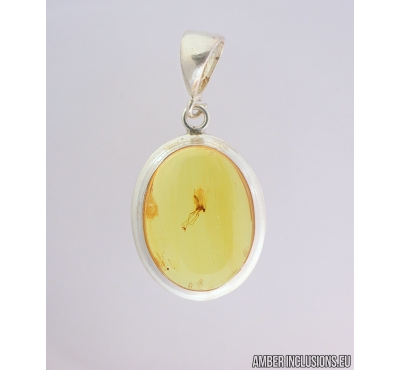 Genuine Baltic amber silver pendant with fossil insect- Fungus gnat Mycetophilidae. #s060-009