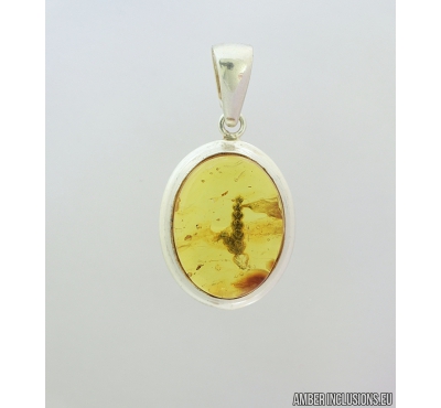 Genuine Baltic amber silver pendant with fossil inclusion- Plant, Thuja. #s080-001