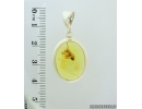 Genuine Baltic amber silver pendant with fossil insect- Ant Hymenoptera #s080-002