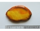 Genuine Unique Color Antique Baltic amber stone 11.1 g #st-046