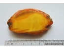 Genuine Unique Color Antique Baltic amber stone 11.1 g #st-046