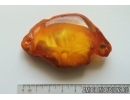 Genuine Unique Color Antique Broshe Baltic amber stone 16.8 g #st-048