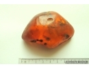 Genuine Antique Baltic amber stone 51 g #st-050