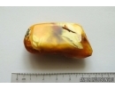 Genuine Unique Color Antique Broshe Baltic amber stone 10g #st-051