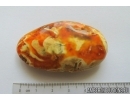 Genuine Unique Color Antique Broshe Baltic amber stone 9.9g #st-052