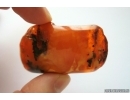 Genuine Unique Color Antique Broshe Baltic amber stone 20 g #st-071
