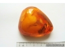 Genuine Antique Baltic amber stone 20 g #st-073