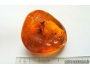 Genuine Antique Baltic amber stone 20 g #st-073
