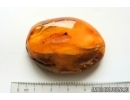 Genuine Antique Baltic amber stone 13 g #st-077