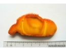 Genuine Antique Baltic amber stone 7.2 g #st-078