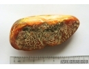 Genuine Antique Baltic amber stone 21 g #st-080