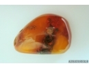 Genuine Antique Baltic amber stone 21.5 g #st-082