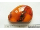Genuine Antique Baltic amber stone 21.5 g #st-082