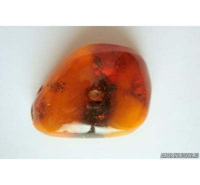 Genuine Antique Baltic amber stone 21.5 g #st-082