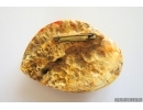 Genuine Unique Color Antique Broshe Baltic amber stone 30 g #st-084