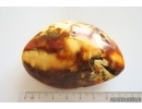 Genuine Unique Color Antique Broshe Baltic amber stone 30 g #st-084