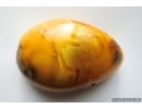 Genuine Antique Baltic amber stone 51 g #st-089