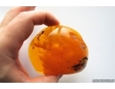 Genuine Antique Baltic amber stone 97 g #st-090