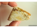Genuine White color Baltic amber stone 18.3 g #st-091